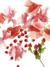 Load image into Gallery viewer, Omnia Coral