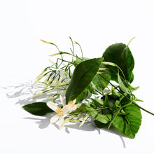 Load image into Gallery viewer, Lady Million EDP Paco Rabanne
